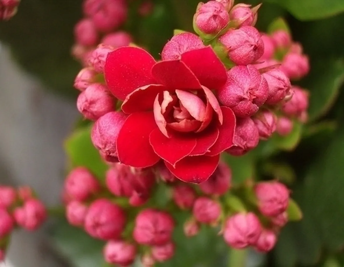 Concimare le kalanchoe