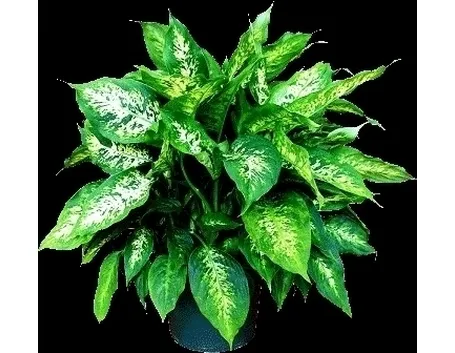 diefembacchia-2