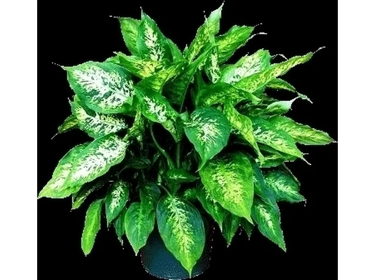 diefembacchia-2