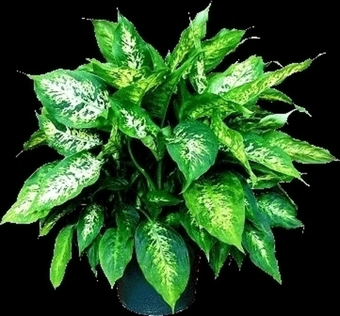 diefembacchia-2