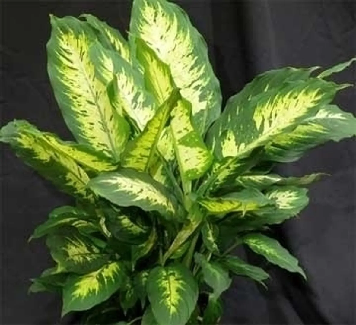 diefembacchia-5