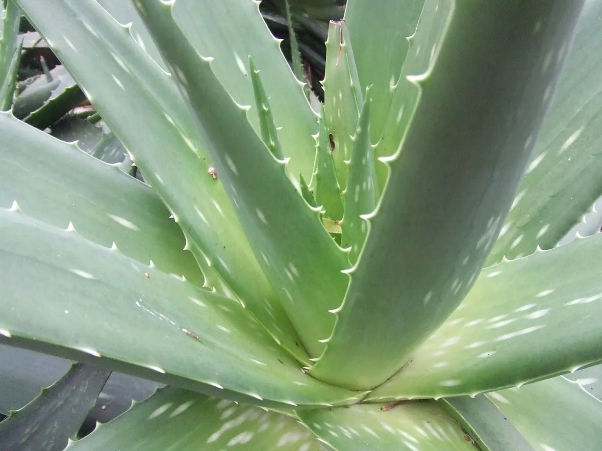 Domanda: Aloe Foglie piegate