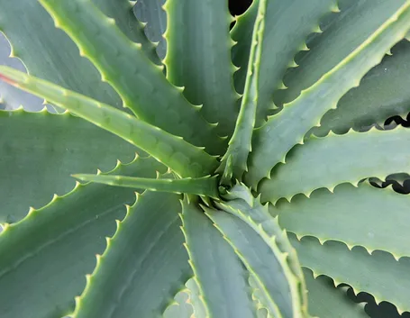 Domanda : aloe vera