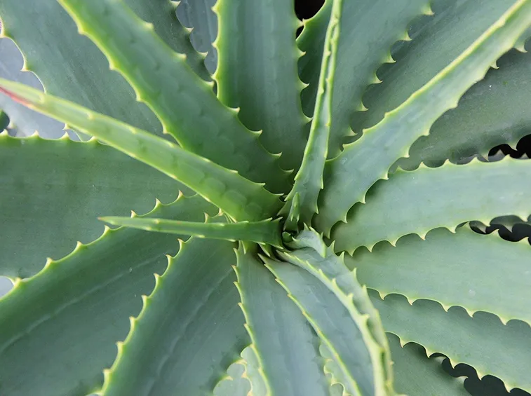 Domanda : aloe vera