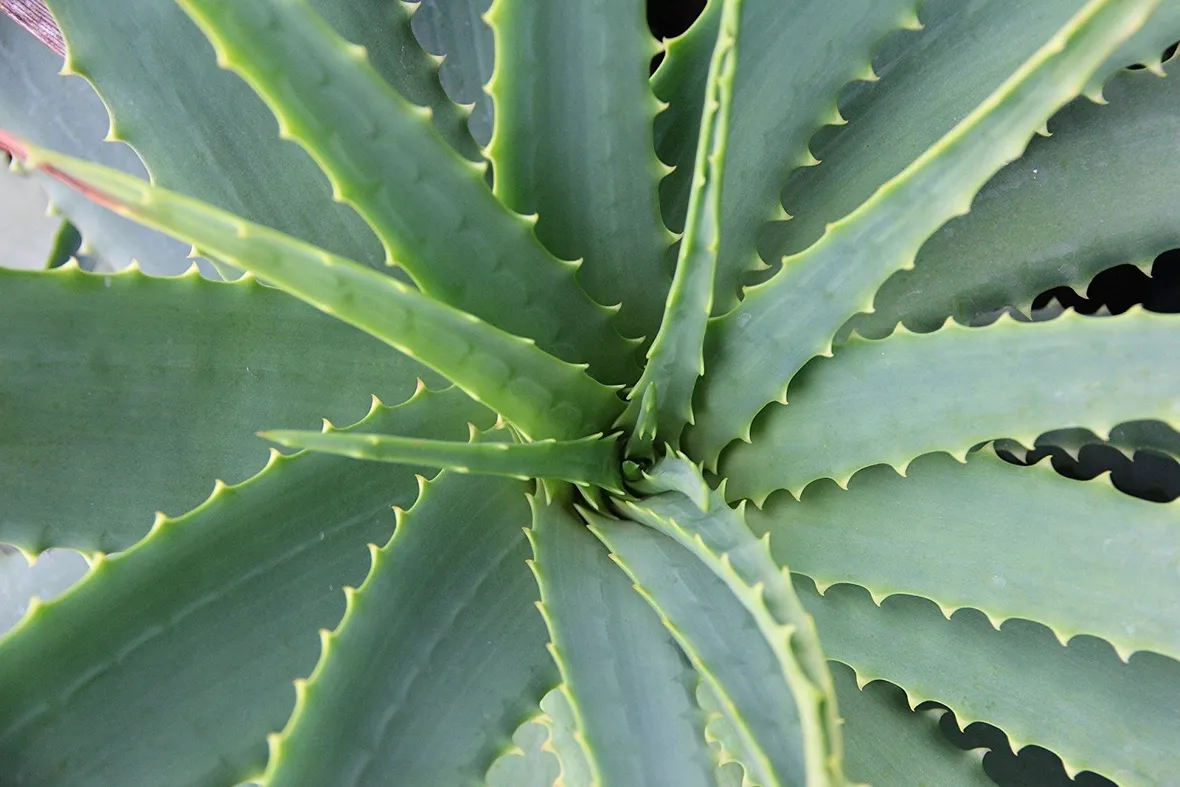 Domanda : aloe vera