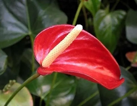 Domanda: Anthurium