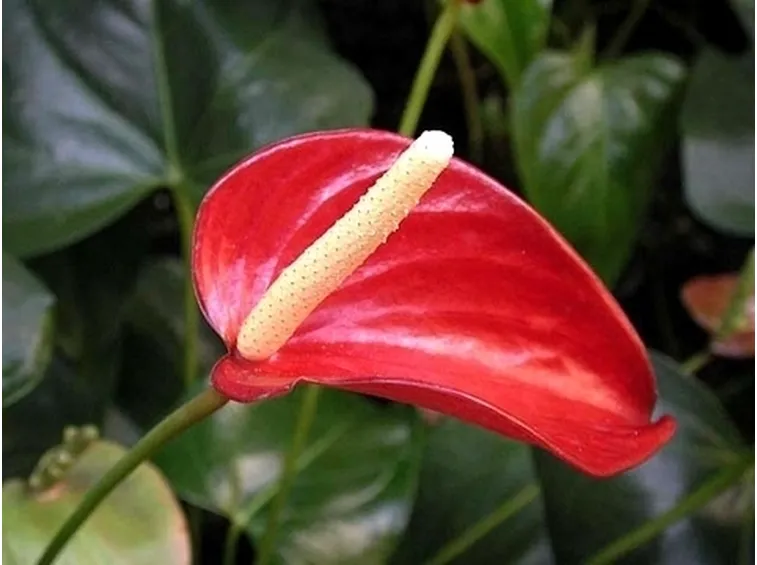 Domanda: Anthurium