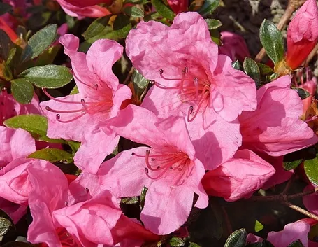Domanda : azalea bonsai