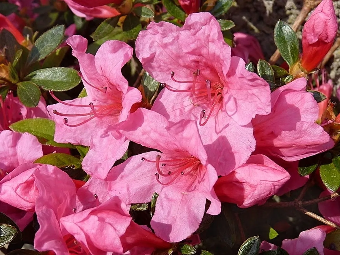 Domanda : azalea bonsai