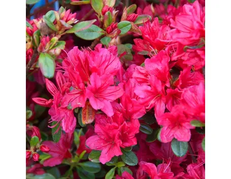 Domanda: Azalea che non germoglia
