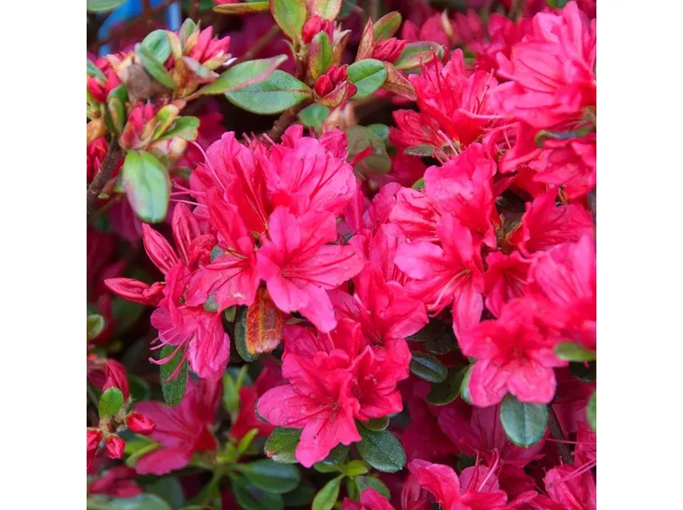 Domanda: Azalea che non germoglia