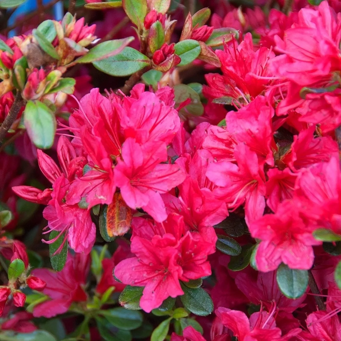 Domanda: Azalea che non germoglia