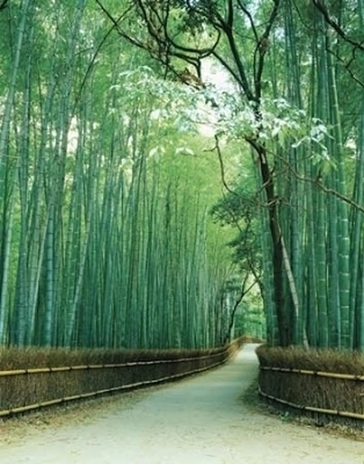Domanda: Bambù