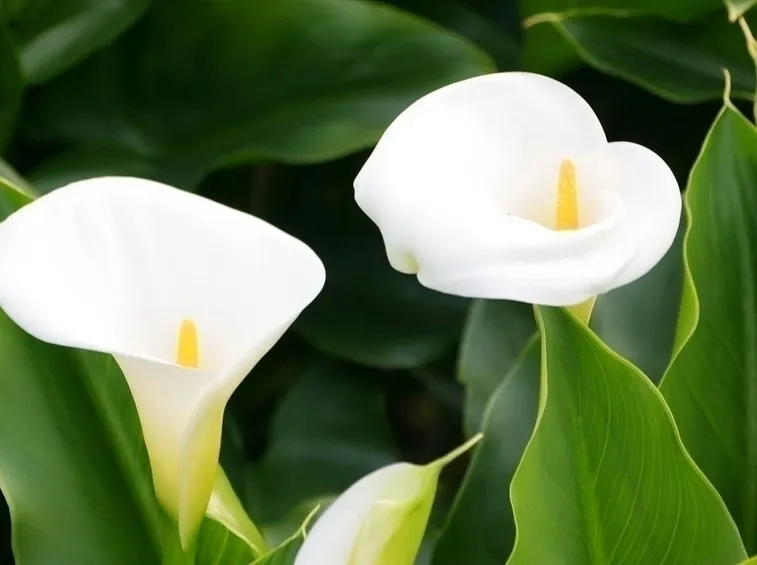 Origini della calla
