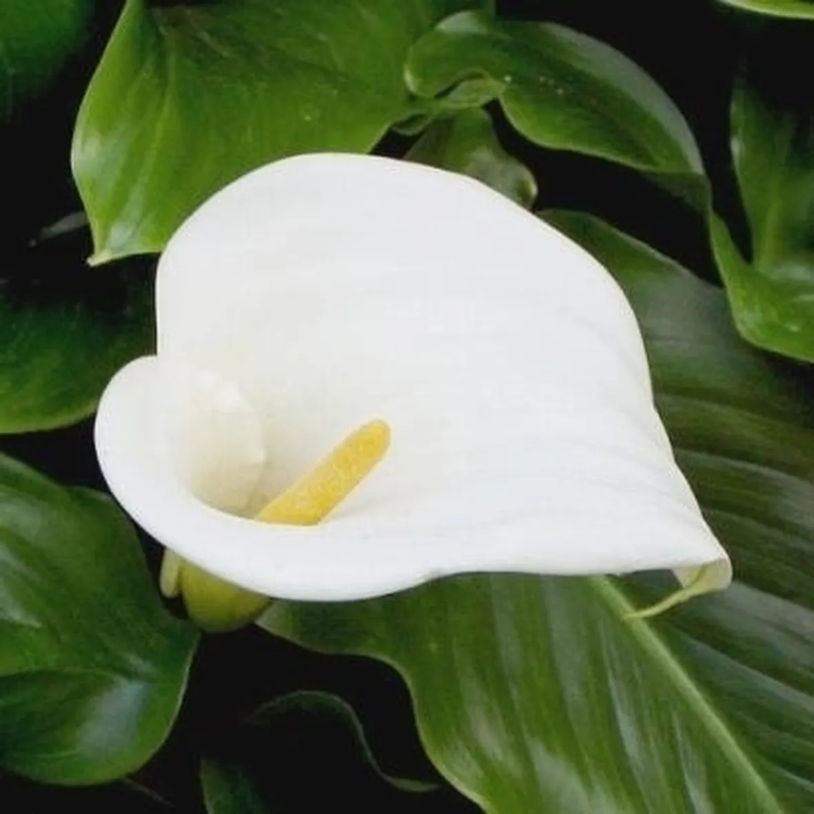 Domanda : Calla gialla