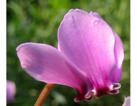 Domanda: Ciclamino