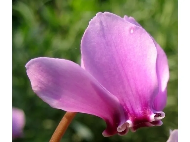 Domanda: Ciclamino