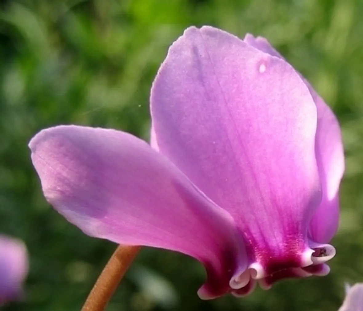 Domanda: Ciclamino