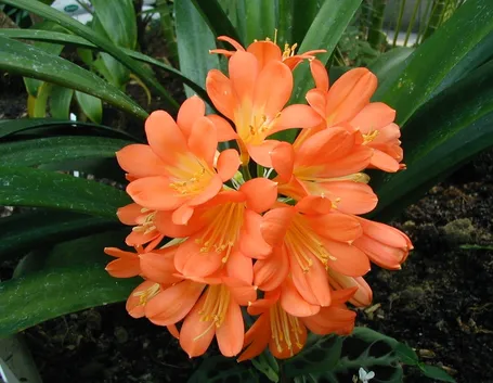 Domanda: Clivia 