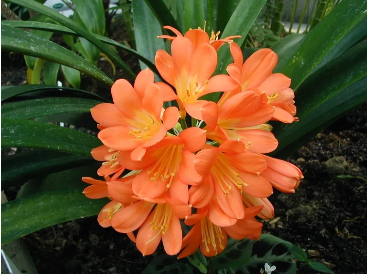 Domanda: Clivia 