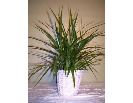 Domanda : Dracena 