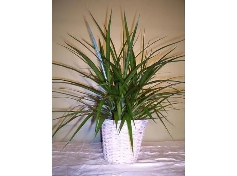 Domanda : Dracena 