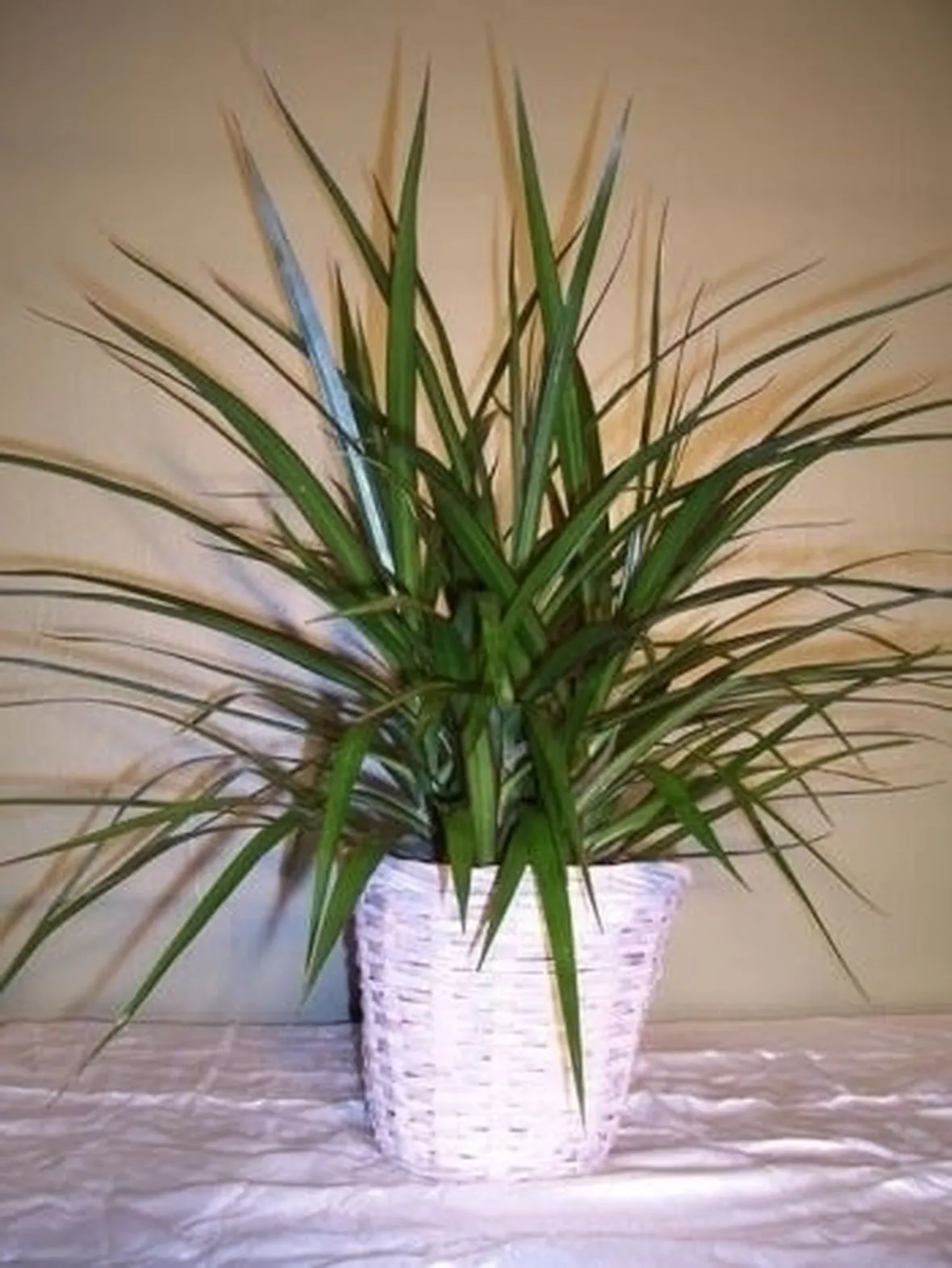Domanda : Dracena 