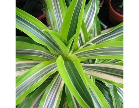 Domanda: Dracena che perde le foglie