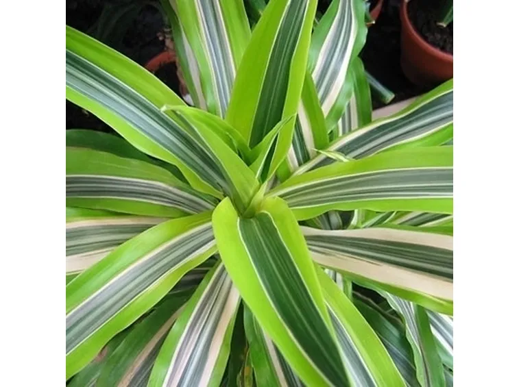 Domanda: Dracena che perde le foglie