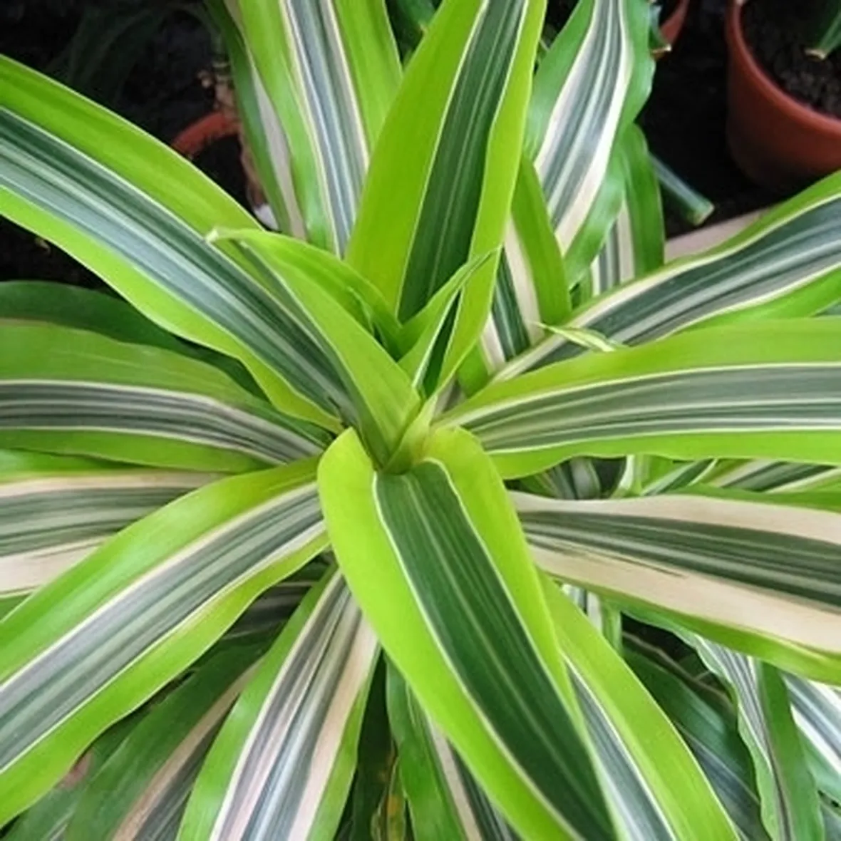 Domanda: Dracena che perde le foglie