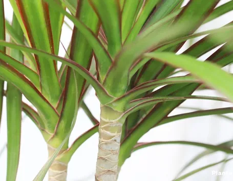 Domanda: Dracena Marginata 