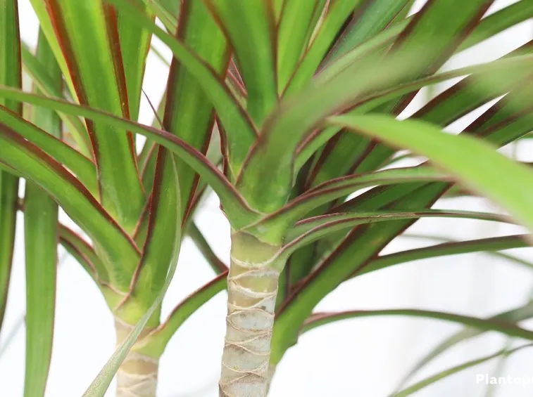 Domanda: Dracena Marginata 