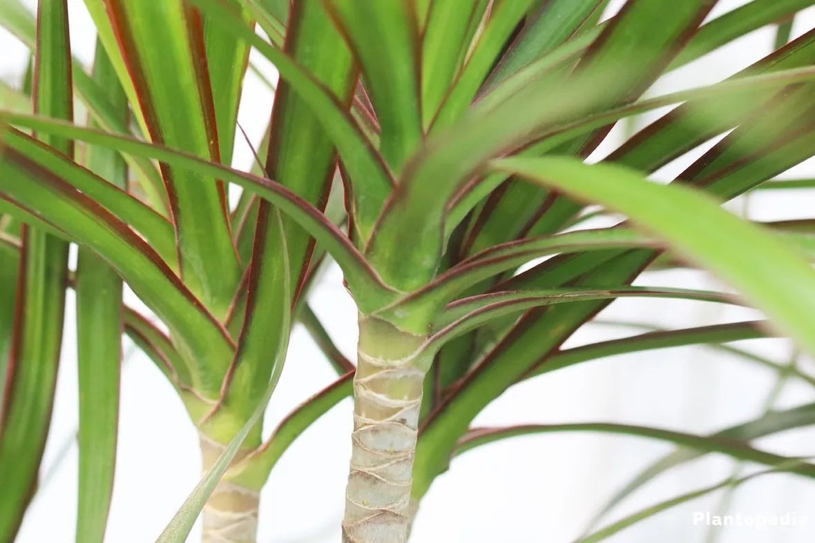 Domanda: Dracena Marginata 