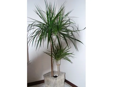 Domanda : dracena marginata