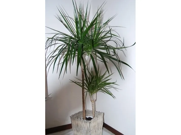 Domanda : dracena marginata