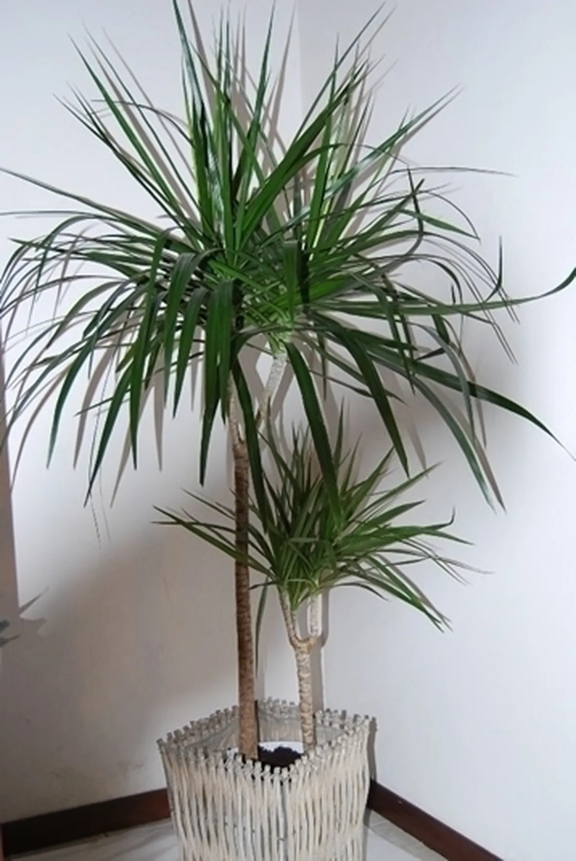 Domanda : dracena marginata