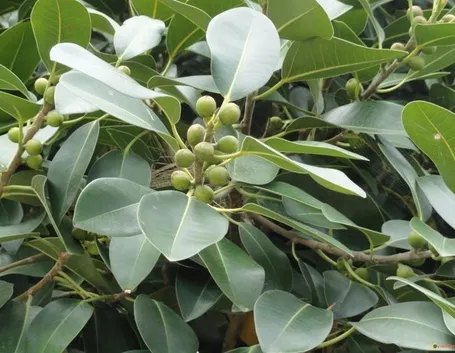 Domanda: Ficus australis