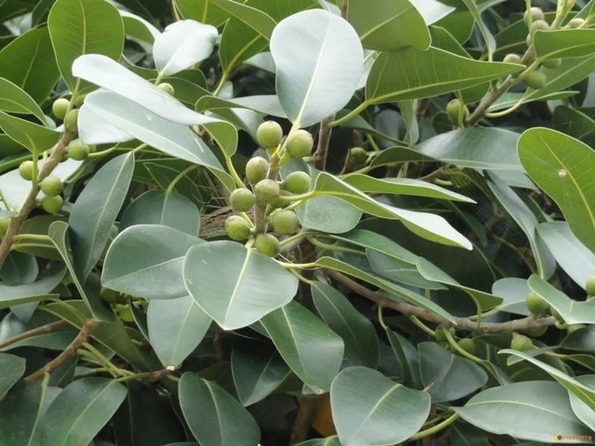 Domanda: Ficus australis