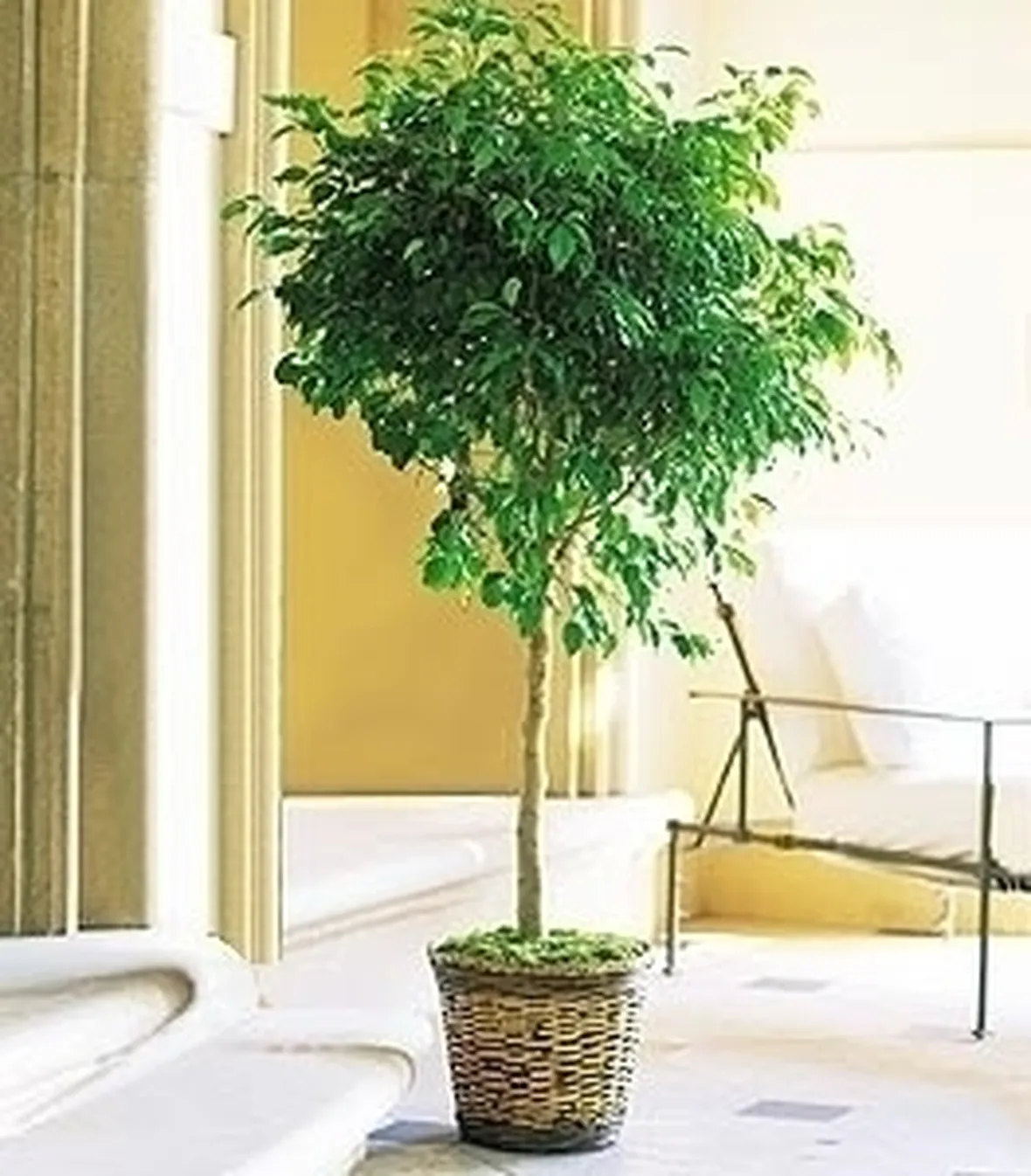 Domanda: Ficus benjamin 