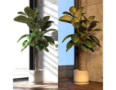 Domanda : ficus elastica e kenzia
