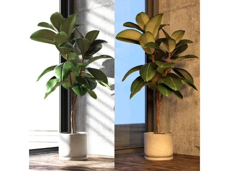 Domanda : ficus elastica e kenzia