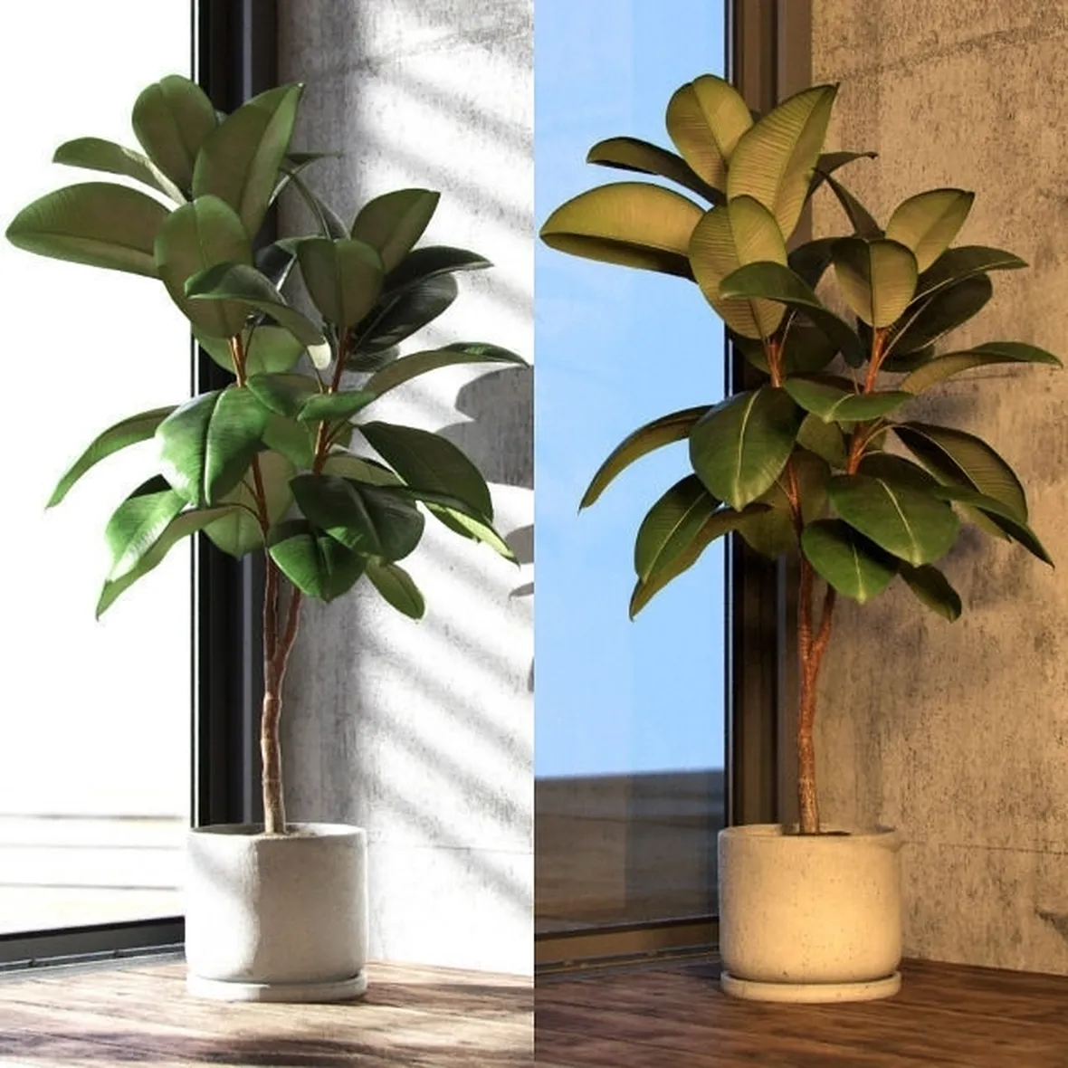 Domanda : ficus elastica e kenzia