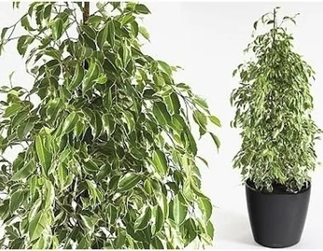 Domanda: Ficus