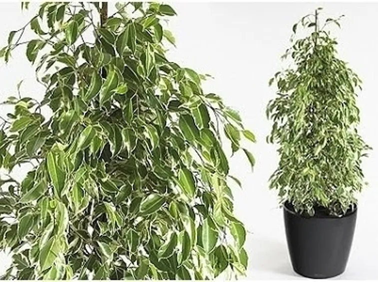 Domanda: Ficus
