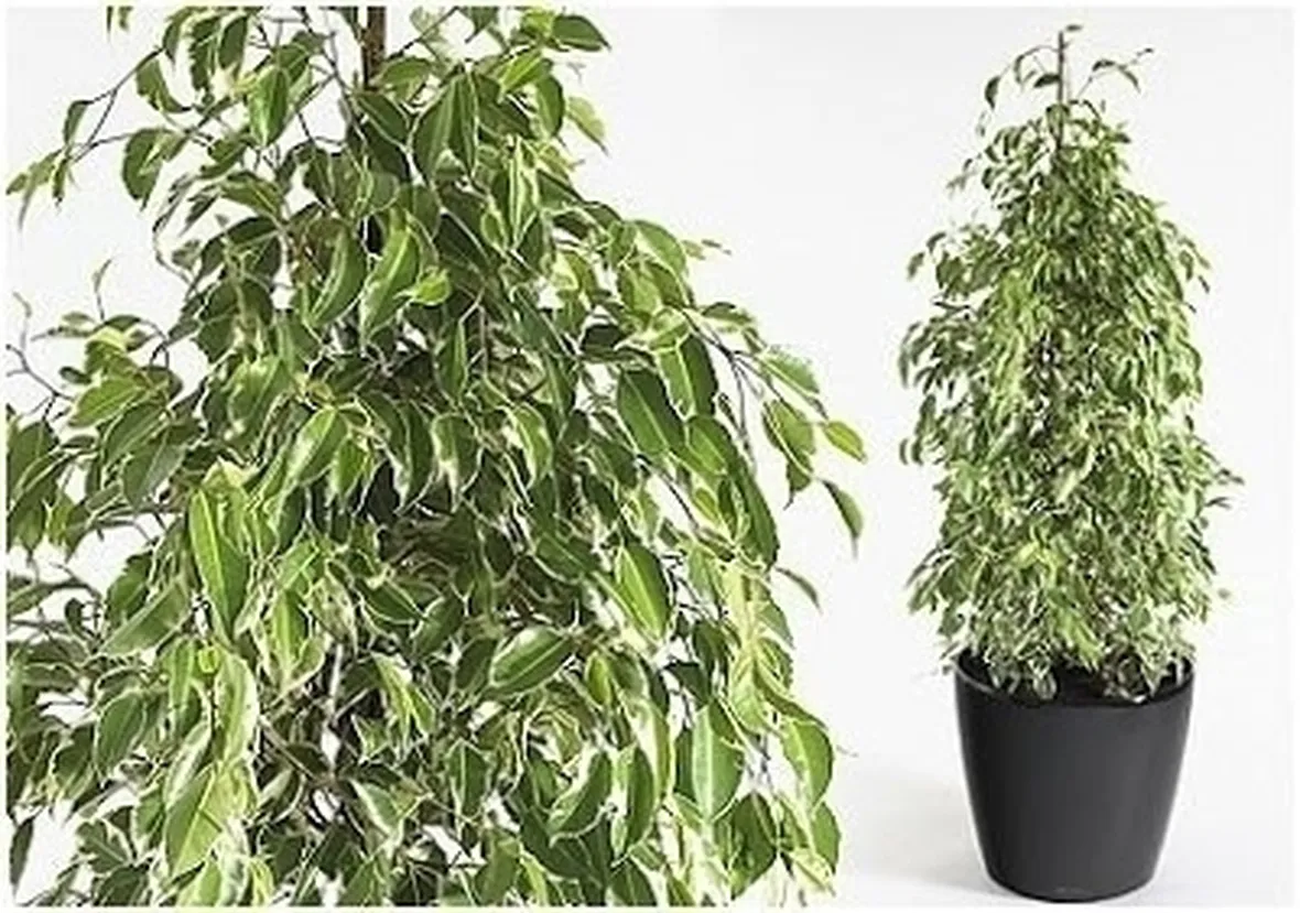 Domanda: Ficus