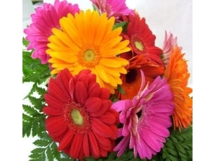 Domanda : fiori di gerbera