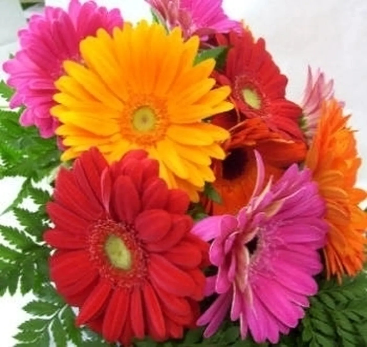 Domanda : fiori di gerbera