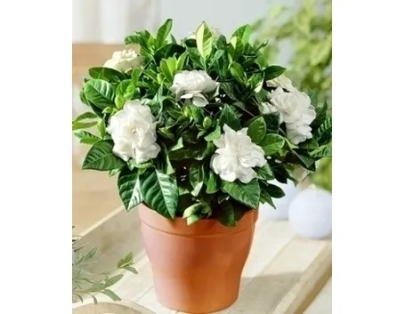 Domanda: Gardenia