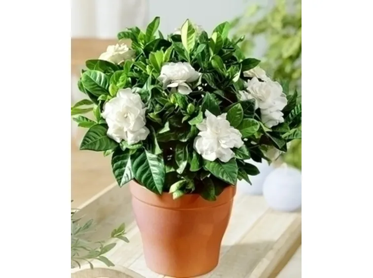 Domanda: Gardenia