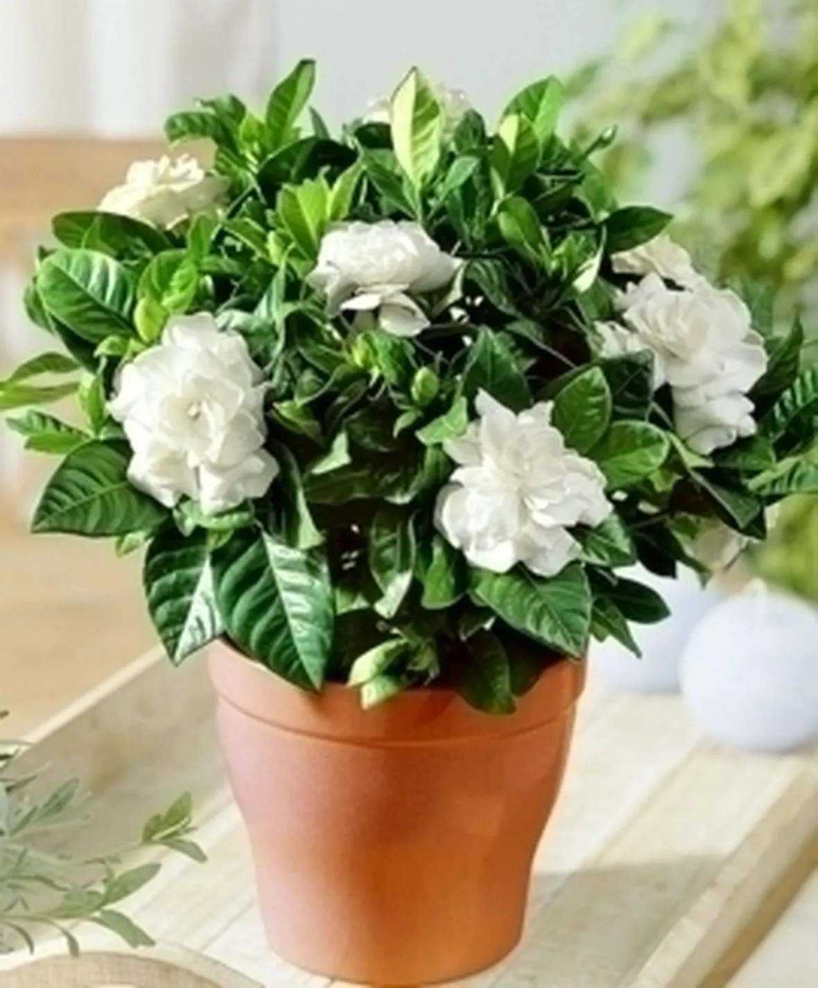 Domanda: Gardenia